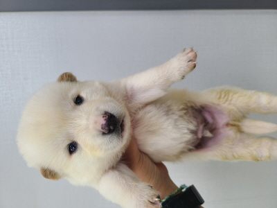 사단법인 동부_426340202400634